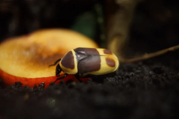 Фруктовий жук - Pachnoda marginata peregina — стокове фото