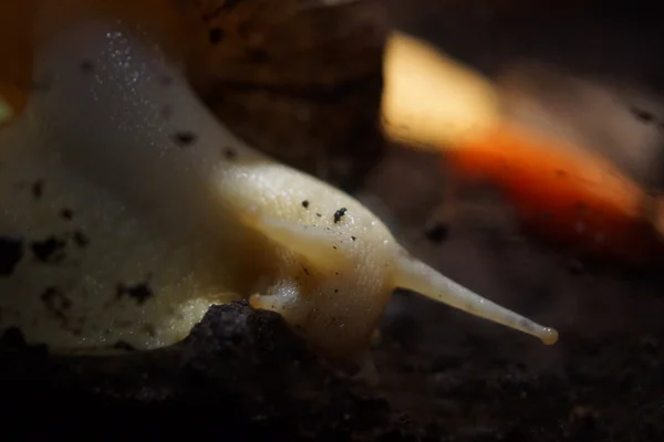 Lumaca gigante del Ghana - Achatina achatina — Foto Stock