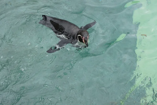 Humboldt Penguin - Spheniscus humboldti — Stock Photo, Image