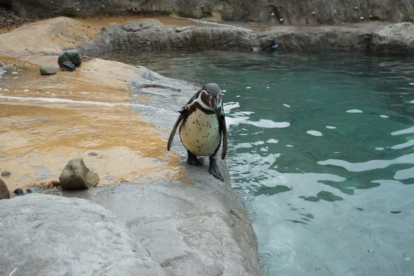 Pinguino di Humboldt - spheniscus humboldti — Foto Stock