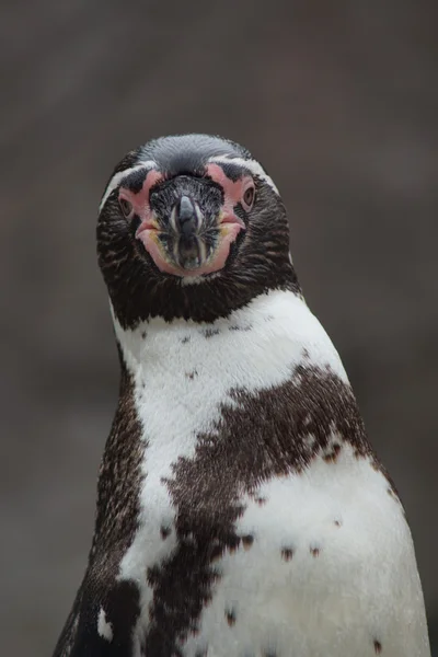 Humboldt-Pinguin - spheniscus humboldti — Stockfoto