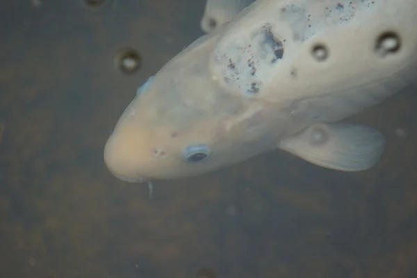 Koi karp - Cyprinus carpio haematopterus — Stockfoto