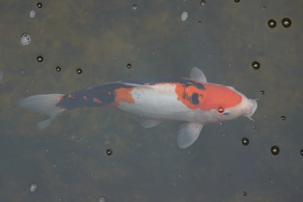 Koi karp - Cyprinus carpio haematopterus — Stockfoto