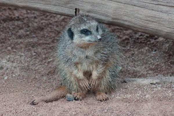 Meerkat - Suricata suricatta — Stock Photo, Image