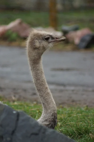 Struisvogel - struisvogels camelus — Stockfoto