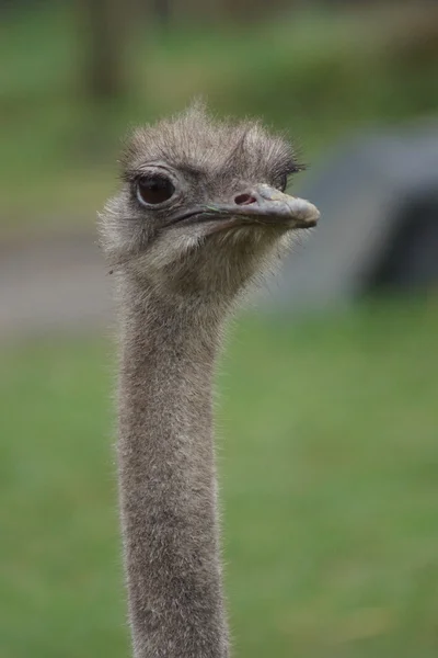 타조-Struthio camelus — 스톡 사진