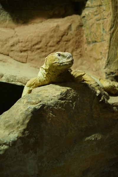 Lagarto egipcio Dab - Uromastyx aegyptia Fotos De Stock