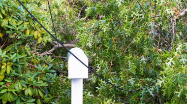 Bir posta kutusu, fırtına, elektrik ve kablo kabloları sırasında tepeye çarpan bir ağacın dallarıyla çevrilidir..