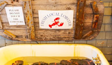 Bir küvet, Port Clyde Maine 'deki bir restoranda taze yakalanmış Maine ıstakozlarıyla dolu..
