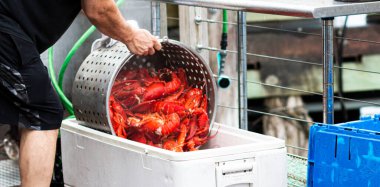 Buharda pişmiş taze Maine ıstakozları bir restoranda müşterilere servis edilmeden önce soğutmak için konteynıra dolduruluyor..