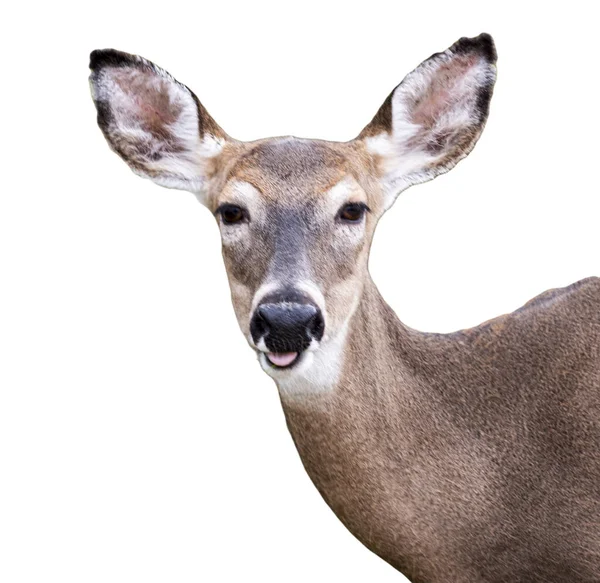 Deer White Background Facing Camera Open Mouth — Stock Photo, Image