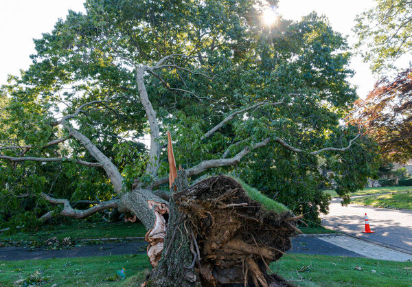 Looking at a tree that was blown over during a storm with its roots sticking up in the air and lying across a driveway.