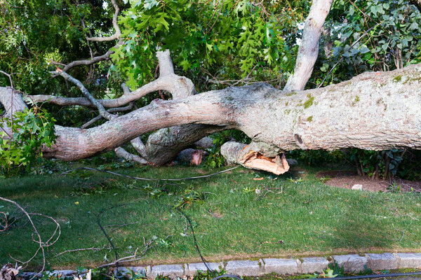 A Tree that was blow  down during a storm takes electric and cable wires down with it lying on a front lawn in a residential neighborhood.