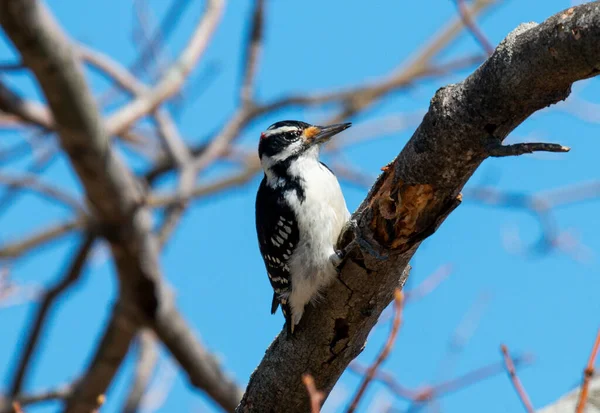 A wood pecker is perched on a tree branch that it has pocked holes and pulled off bark with blue sky in background.