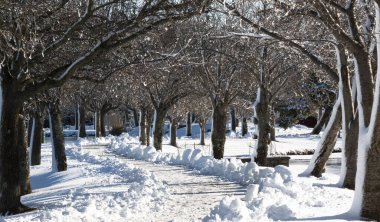 Bir gece önce Babil Köyü, New York 'taki Argyle Gölü' nde kar fırtınasından sonra bir yol kazılıyor ve ağaçlar gün ışığında parlıyor..