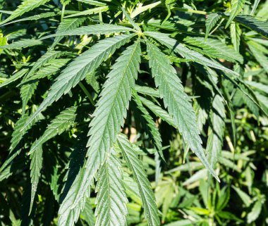 Ev bahçesinde büyüyen marihuana bitkilerinin odak noktası kanabis yaprağı..