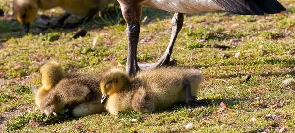 Baby Canadian Geese Chicks Lying Ground Mothers Feet Bright Sunshine — Stok Foto