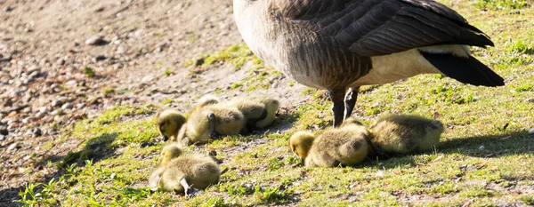 Canadian Geese Baby Chicks Lying Sunshine Next Mother — Stok Foto