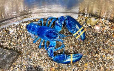 Connecticut 'ta bir akvaryumun dibindeki büyük mavi bir ıstakoz..