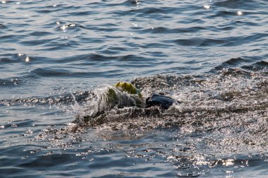 Bir yüzücü, güneşli bir günde parıldayan suda istikrarlı bir ilerleme kaydeder..