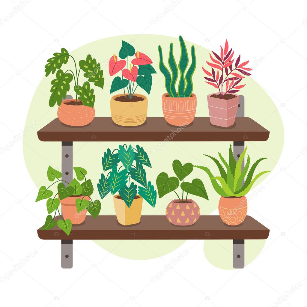 Collection of houseplants on shelves. Indoor decoration concept. Beautiful green plants, succulents and cactus.