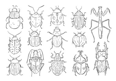 Şirin böcekler ve diğer böcekler. El çizimi karalama klipsi seti beyaz arka gruba izole edilmiş. On dört tasarım. Vektör illüstrasyonu.