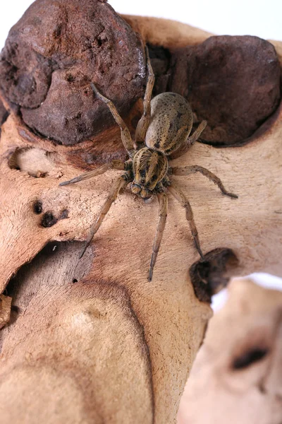 A large female wolf spider climbing on a log — Stock Photo, Image