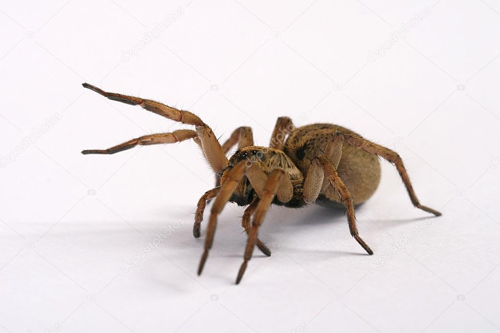 A large female Female Wolf Spider