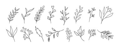El çizimi çiçek elementleri. Vektör mürekkebi yapraklar, dallar, bitkiler. Satır sanatı