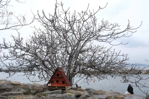 İstanbul 'un kayalık bir plajında, ağacın altındaki kırmızı kedi evi.