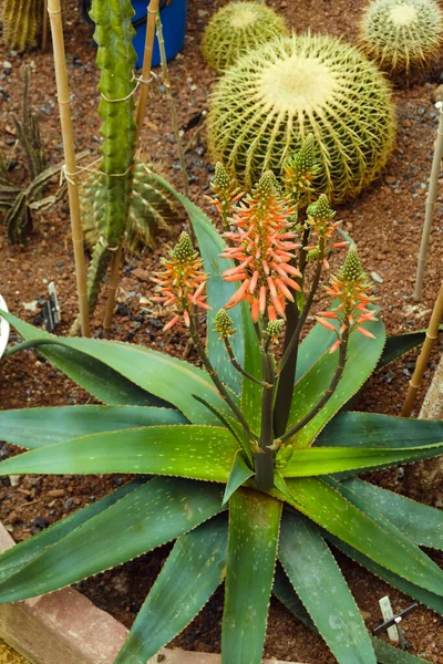 Bir serada çiçek açmış aloe vera ve kaktüs çeşitleri.