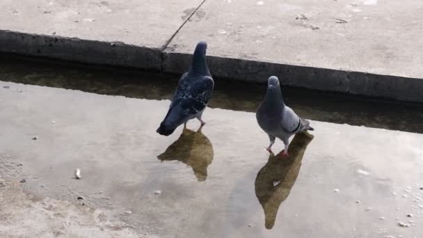 Gołębie Pijące Wodę Kałuży Krotnym Zwolnieniu Woda Jest Brudna Środku — Wideo stockowe