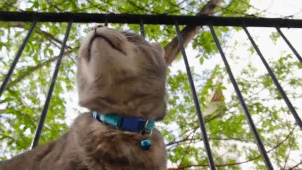 绿眼睛烟熏的家猫在花园的墙上 她对我的相机很好奇 同时又嗅着空气 — 图库视频影像