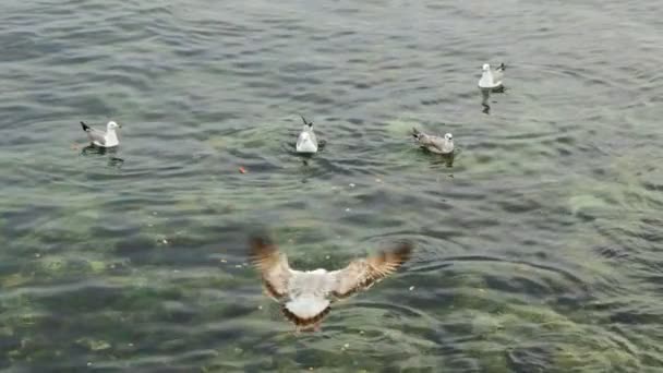 カモメが飛んで 海面上のスローモーションで餌を与えます 彼らはトルコのイスタンブールで投げられた袋とパンを食べています — ストック動画