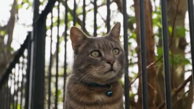 Bahçe duvarında yeşil gözlü dumanlı evcil kedi. Havayı kokluyordu..