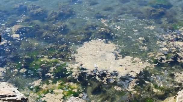 Morski Śluz Powierzchni Morza Meduzami Śluz Morski Jest Kwestią Środowiskową — Wideo stockowe