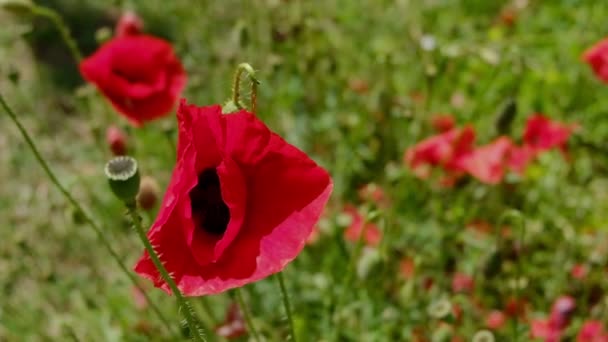 Common Poppies Meadow Slow Motion — Stock Video
