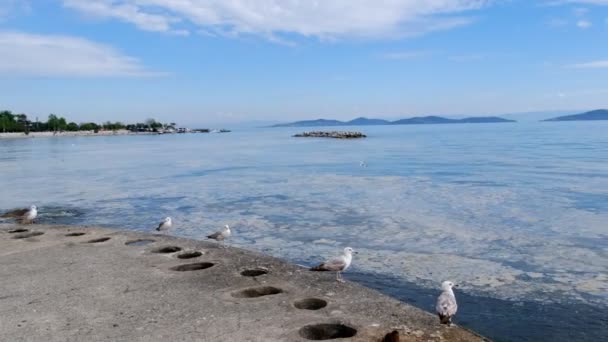 Sea Snot Marine Mucilage Sea Surface Istanbul Caddebostan Coast Seagulls — Stock Video