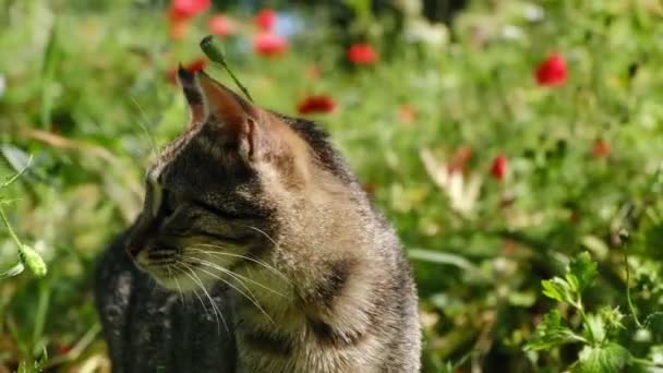 Молодий Таббі Кіт Можливо Шукає Полювання Полі Маків — стокове відео