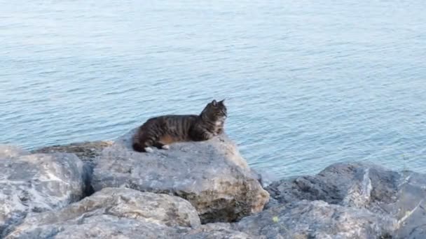 Ενηλίκων Tabby Αδέσποτη Γάτα Βρίσκεται Κάτω Βράχους Δίπλα Στη Θάλασσα — Αρχείο Βίντεο