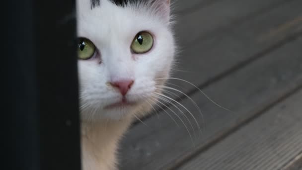 Adorable Green Eyed White Cat Close Portrait — Stock Video
