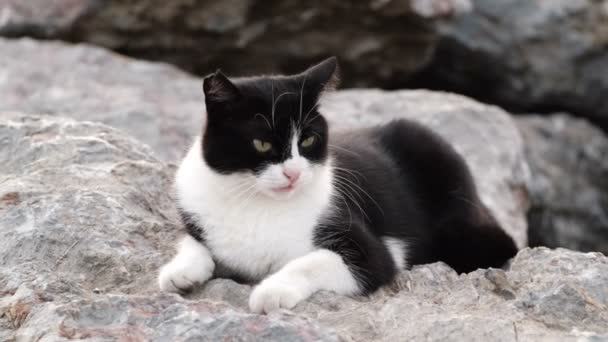 Negro Blanco Color Gato Salvaje Está Acostado Las Rocas Estambul — Vídeos de Stock