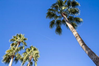 Gökyüzüne bakan yüksek palmiye ağaçlarına bir jet geçerken