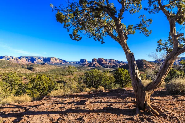 砂漠の熱い赤い岩の中に木が生えている アリゾナ州セドナの大聖堂岩は背景に見ることができます — ストック写真