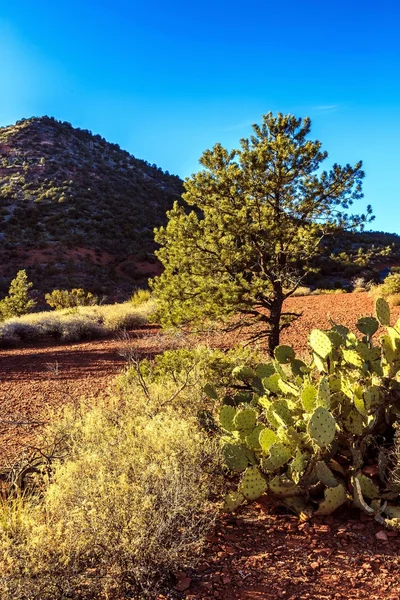 Uma Árvore Prospera Nas Rochas Vermelhas Quentes Deserto — Fotografia de Stock