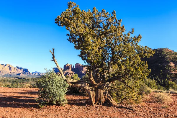 Albero Prospera Nelle Calde Rocce Rosse Del Deserto — Foto Stock