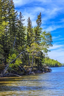 Gölün sakin suları boyunca uzanan uzun ağaçlar..
