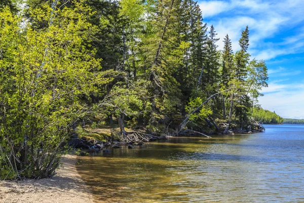 Les Grands Arbres Long Des Eaux Calmes Lac — Photo