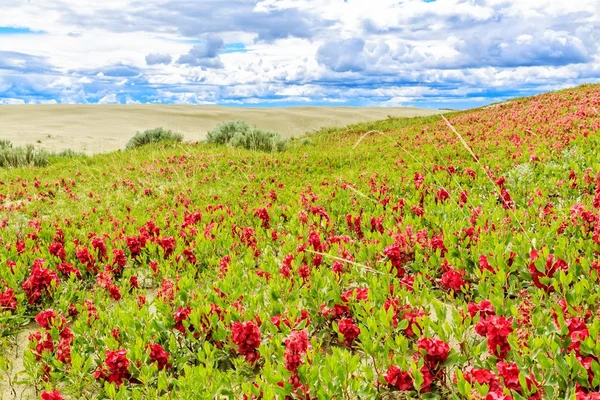 カナダのサスカチュワン州の大砂丘の砂丘の端で成長するピンクと赤の花 — ストック写真