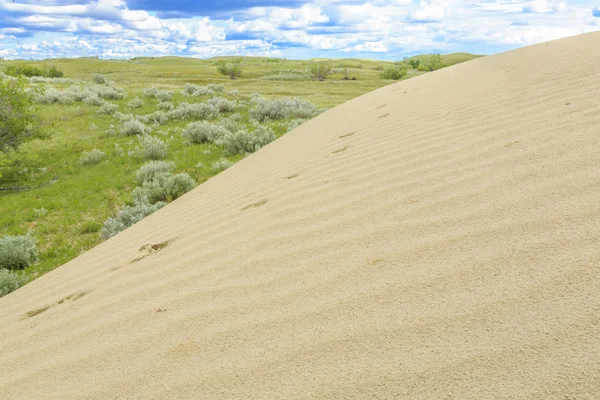 Die Great Sandhills Beherbergen Eine Der Größten Aktiven Sanddünen Kanadas — Stockfoto